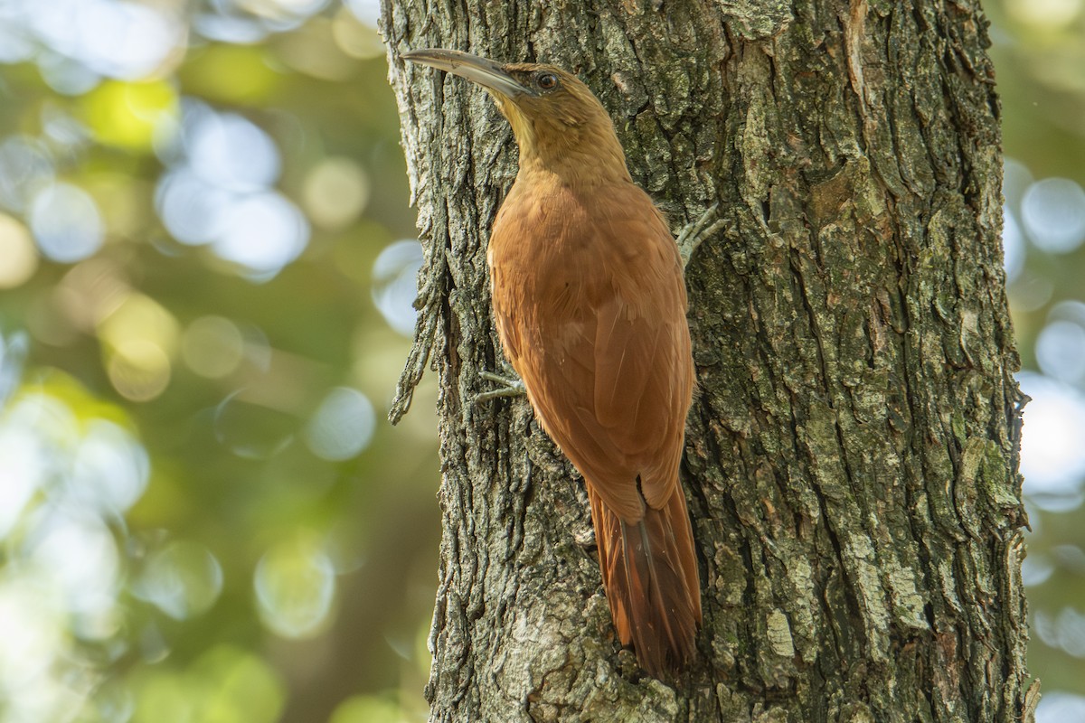 Great Rufous Woodcreeper - Andy Bowen