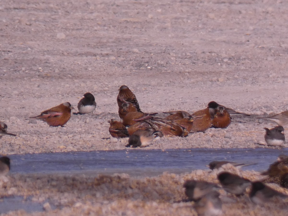 Gray-crowned Rosy-Finch (Gray-crowned) - ML617833884