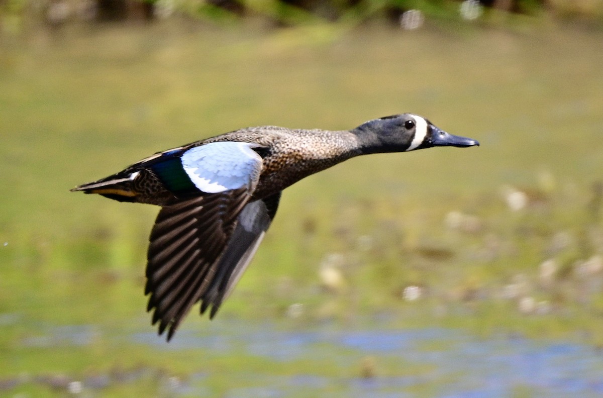 Blue-winged Teal - Yves Darveau