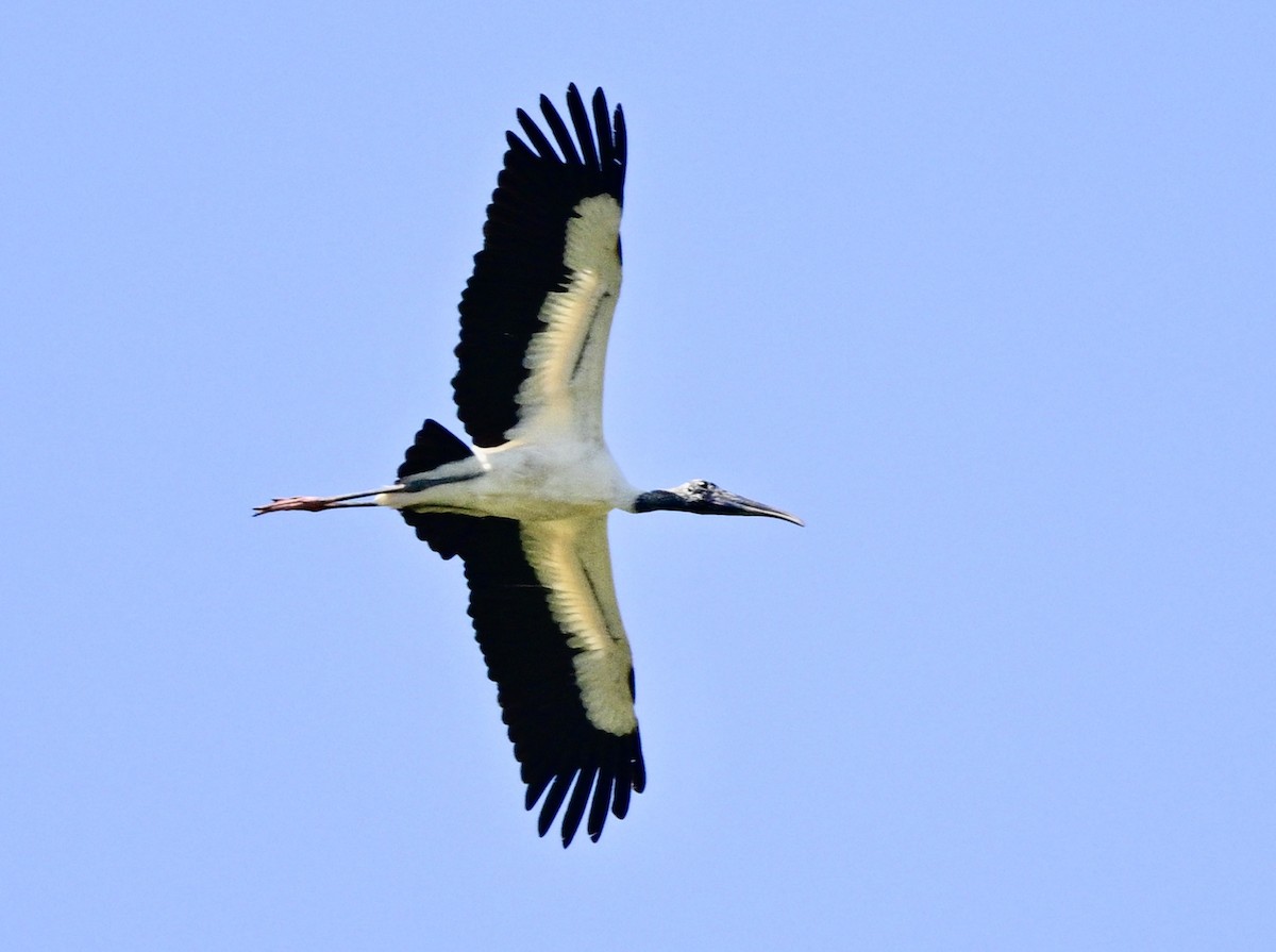 Wood Stork - ML617833965