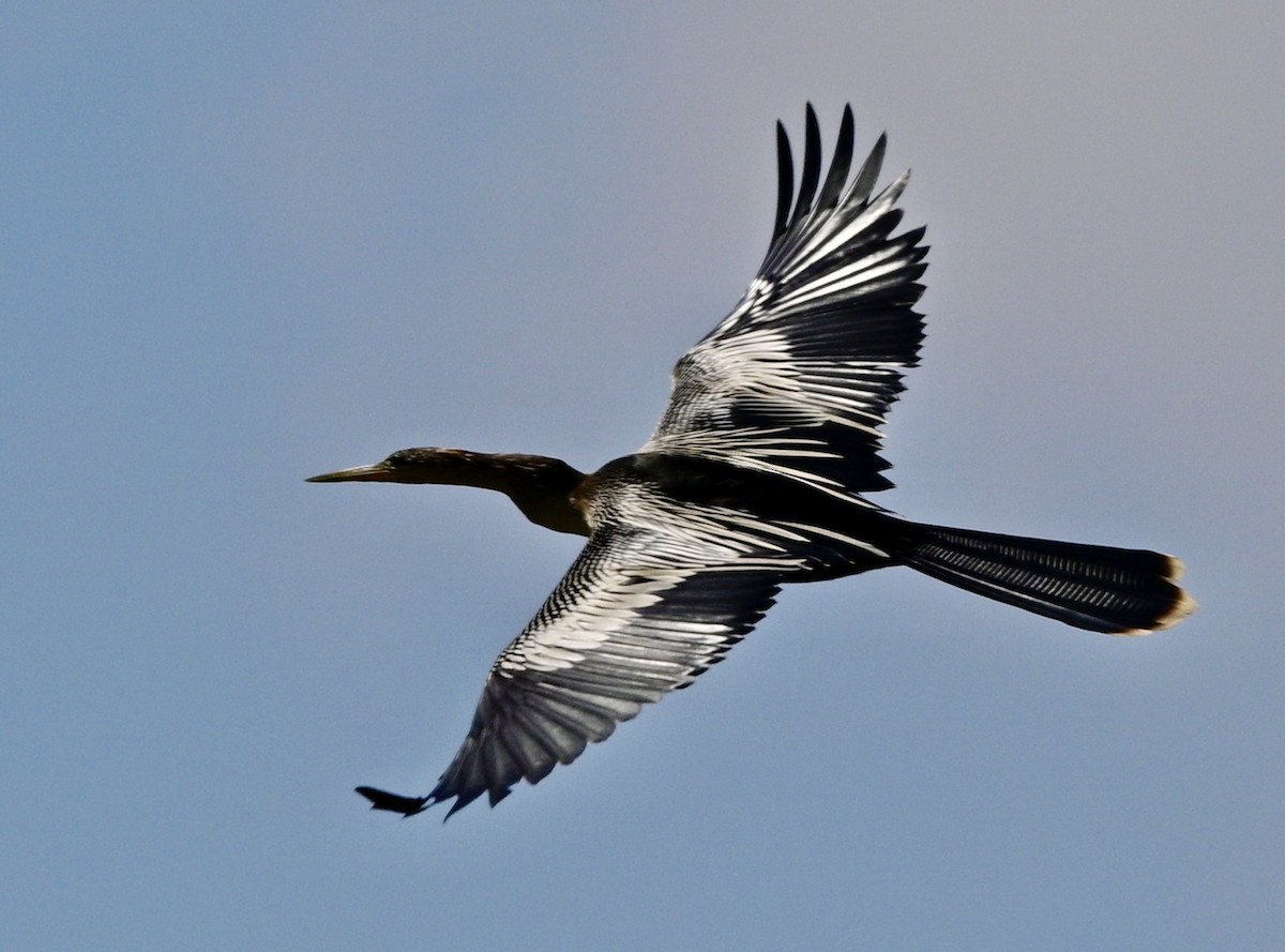 Anhinga Americana - ML617833982