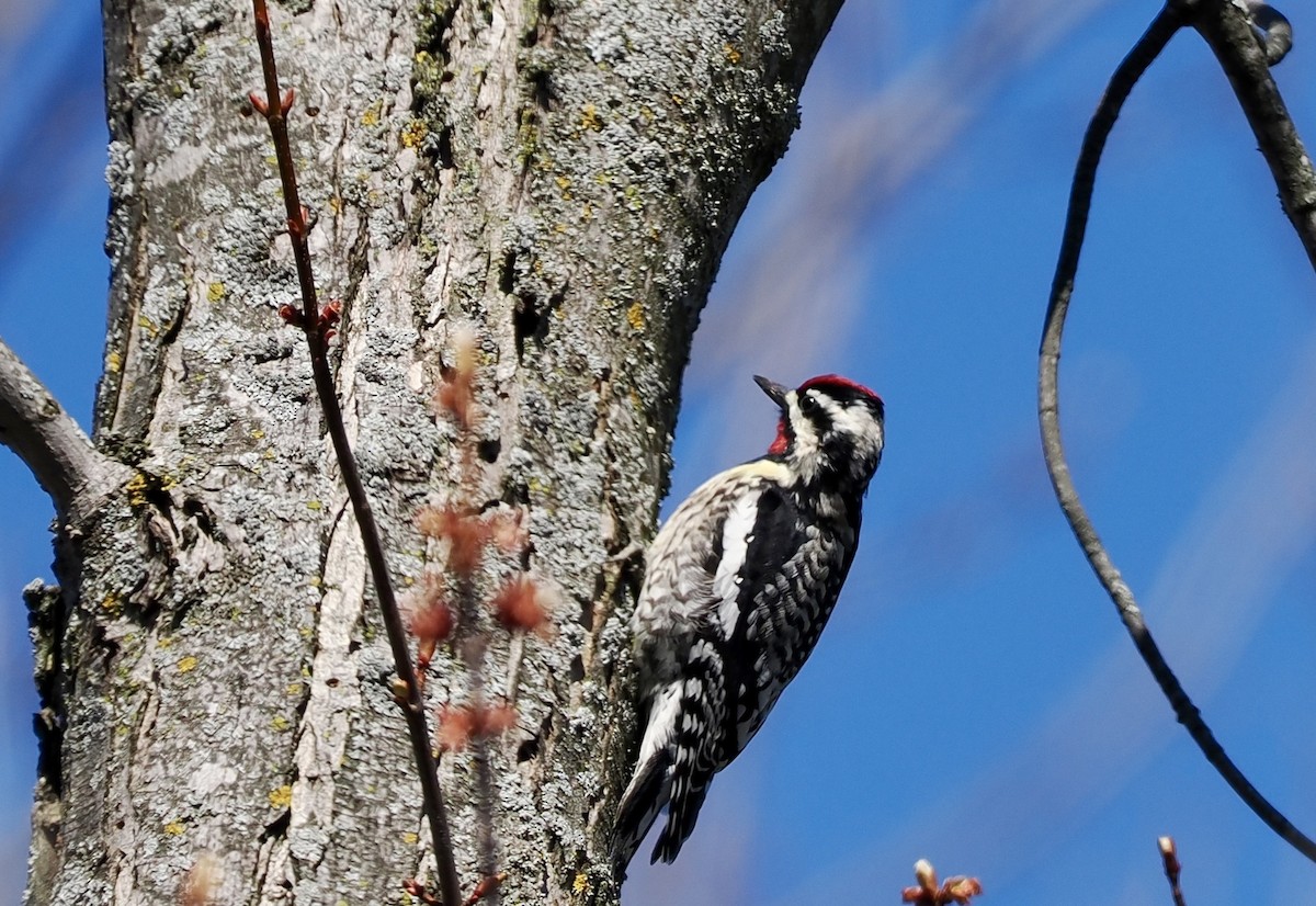 Yellow-bellied Sapsucker - ML617833984