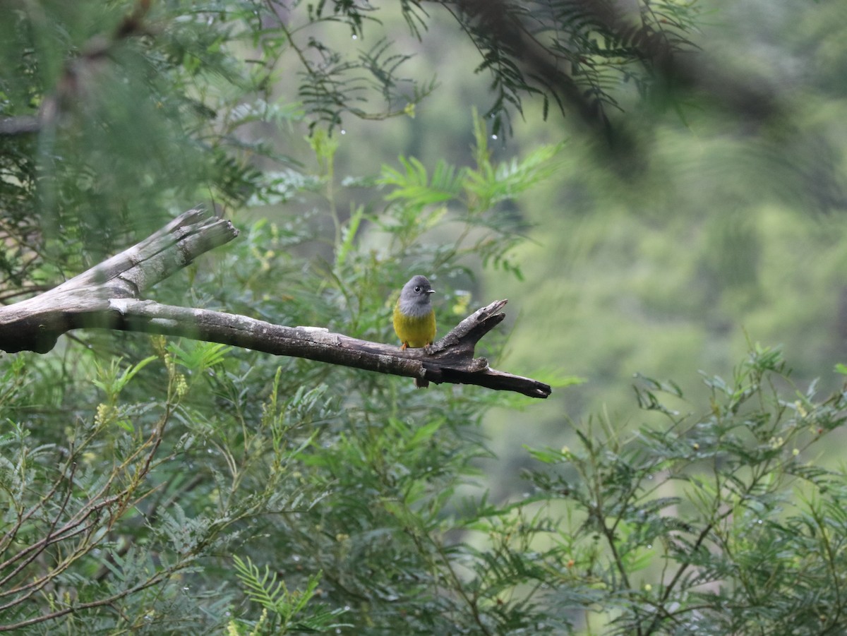 Gray-headed Canary-Flycatcher - ML617833990