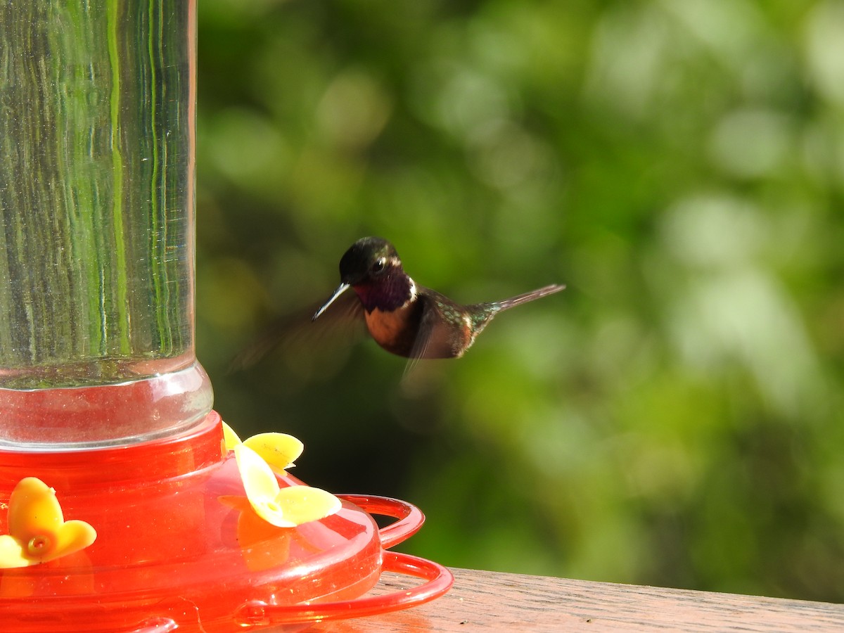 Purple-throated Woodstar - Justin Harris