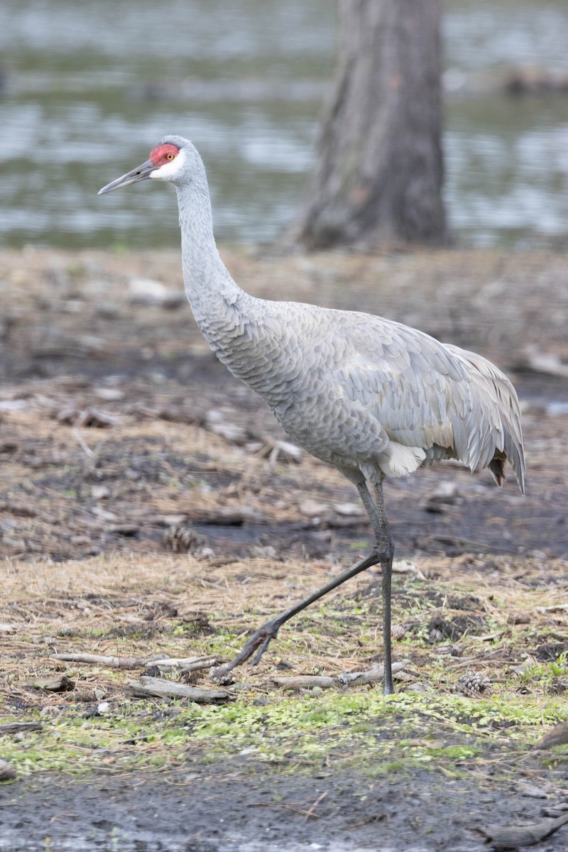 Grulla Canadiense - ML617834027