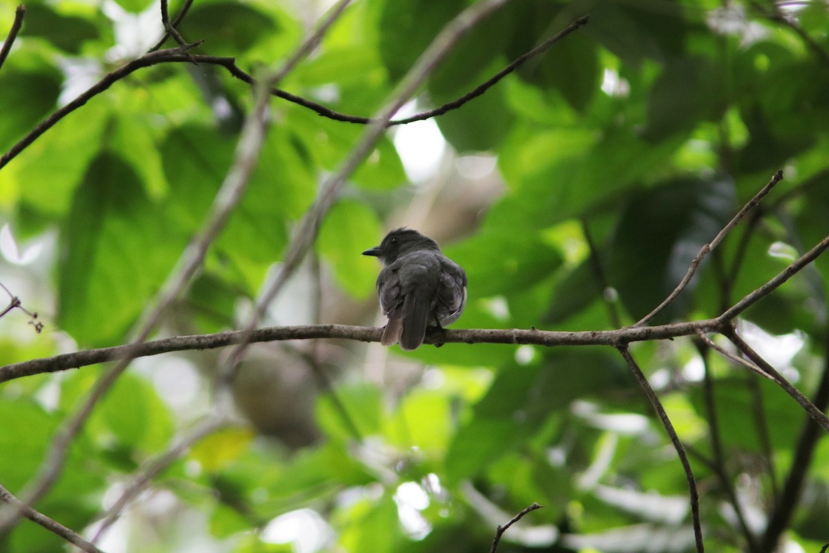 Screaming Piha - ML617834034