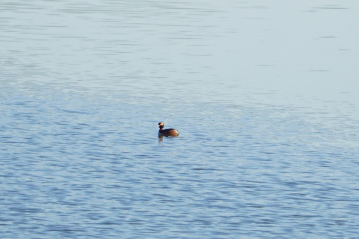 Horned Grebe - ML617834044