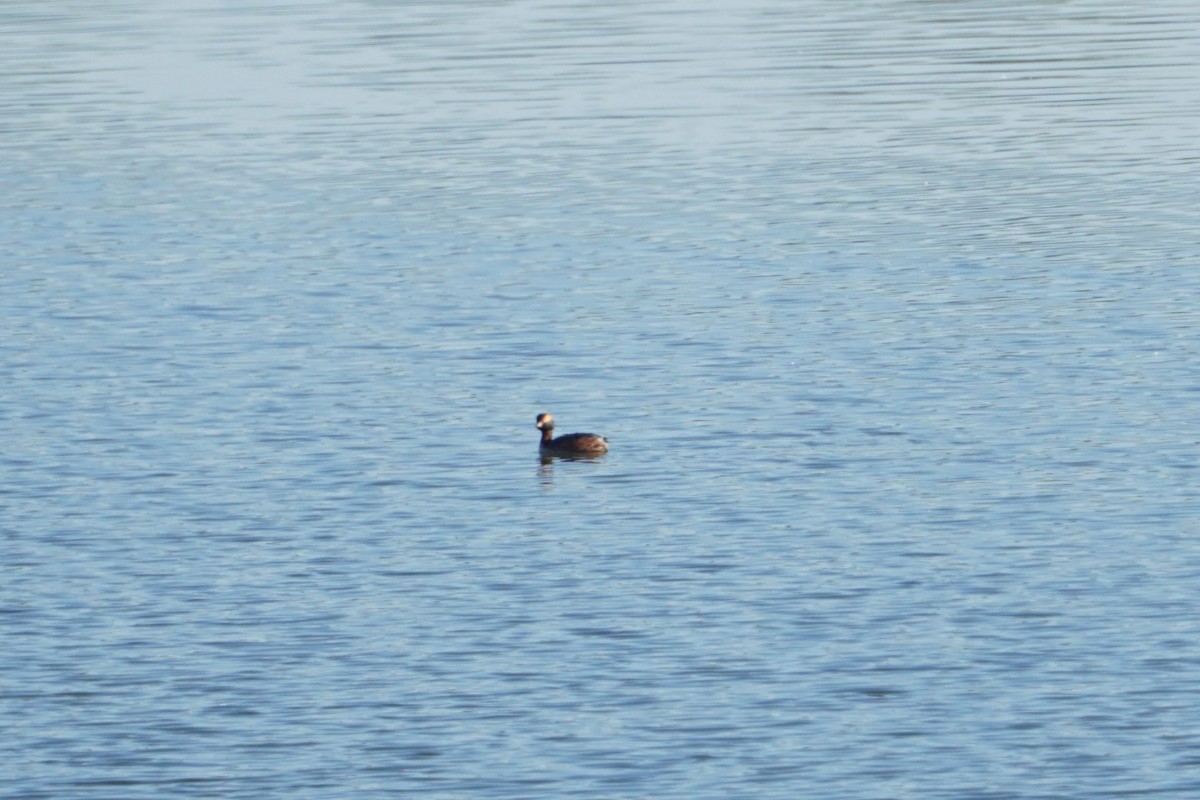 Horned Grebe - ML617834045
