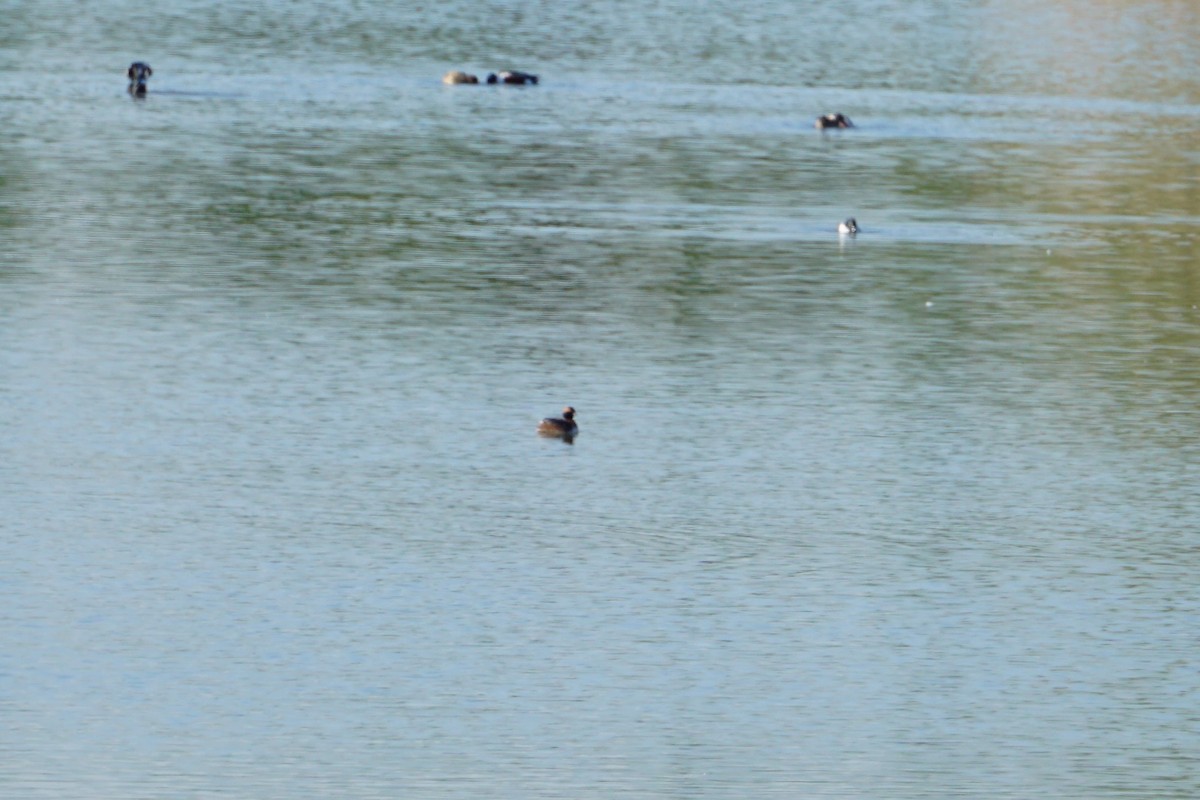 Horned Grebe - ML617834046