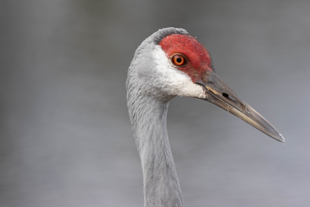 Sandhill Crane - Tim Ward