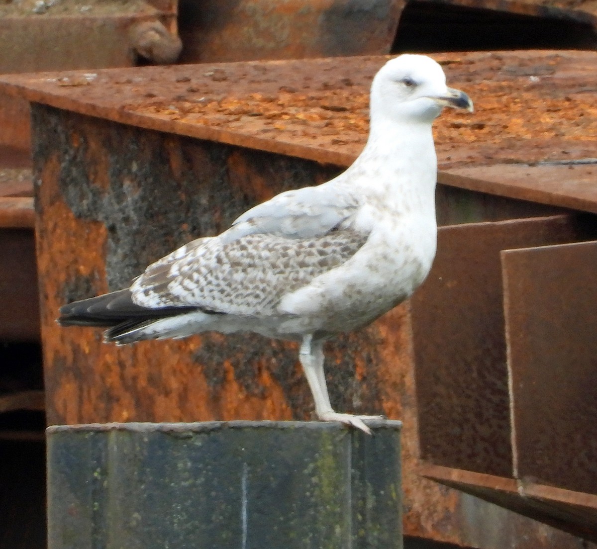 Yellow-legged Gull - Peter Jungblut