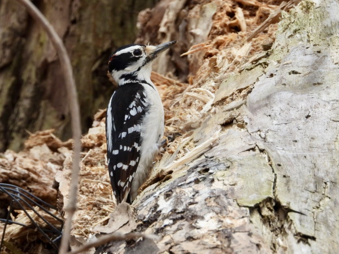 Hairy Woodpecker - Rosanne Petrich