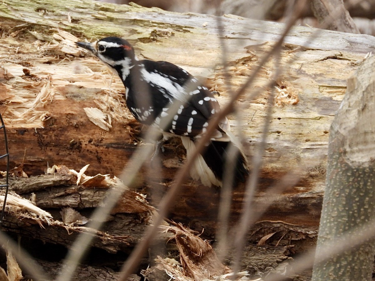 Hairy Woodpecker - Rosanne Petrich