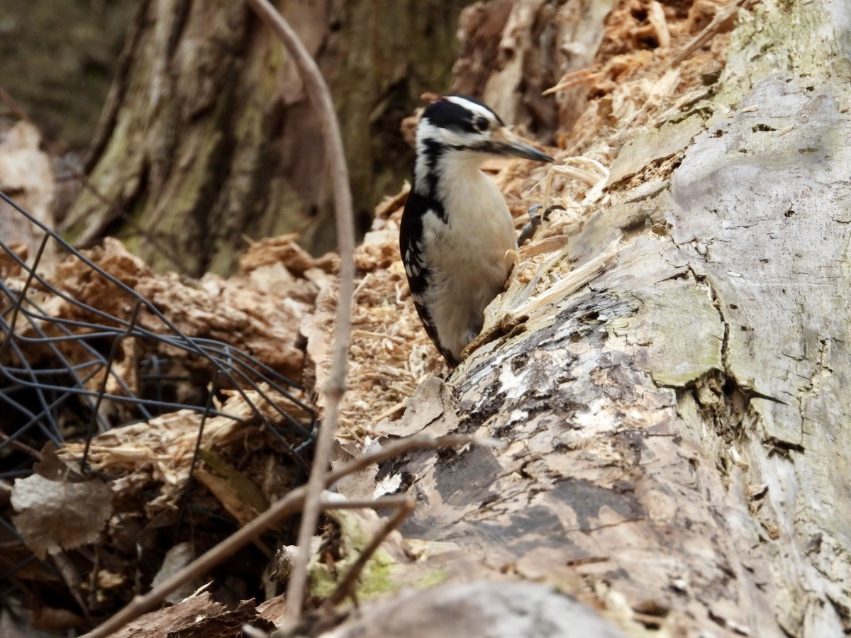 Hairy Woodpecker - ML617834120