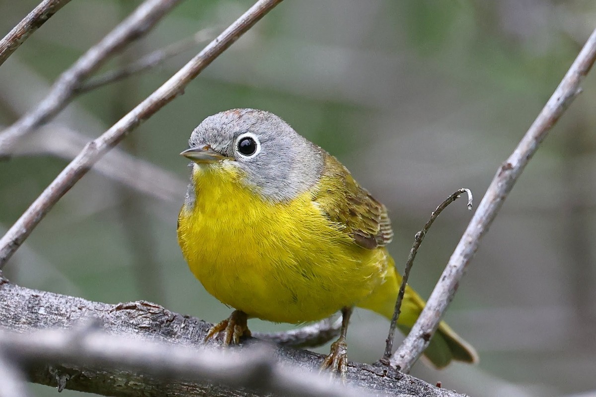 Nashville Warbler - Keith Leland