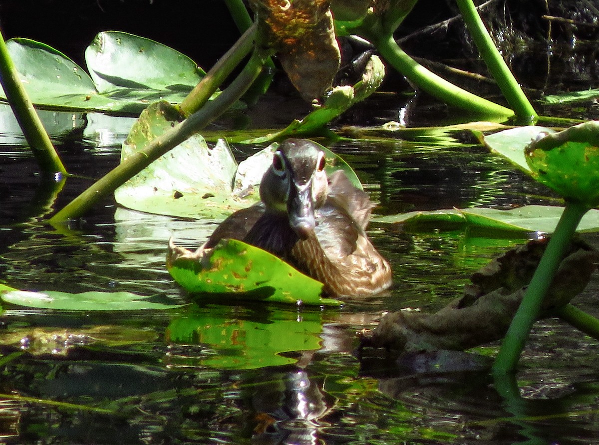 Wood Duck - ML617834200