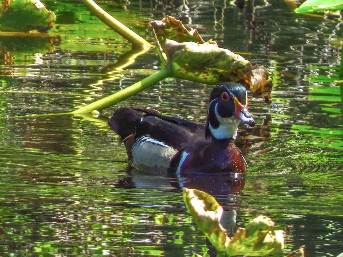 Wood Duck - ML617834202