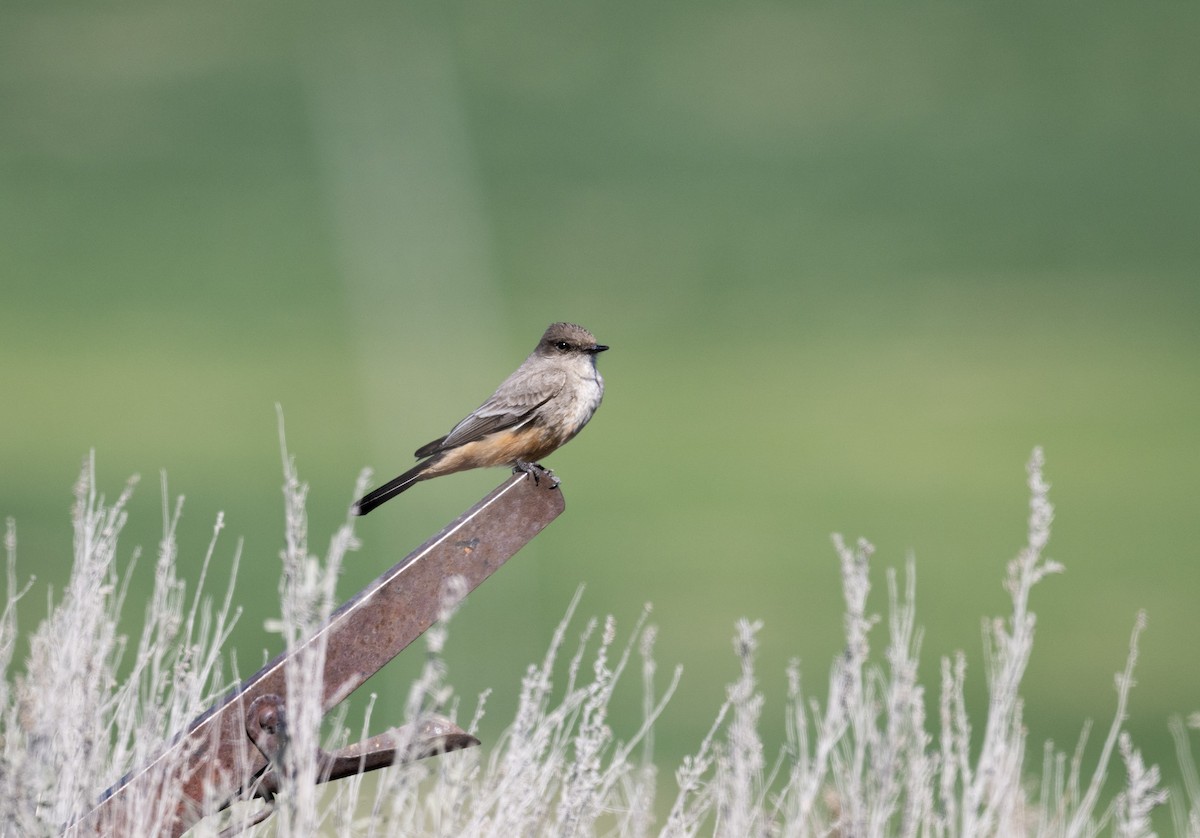 Say's Phoebe - Sophia Krupsha