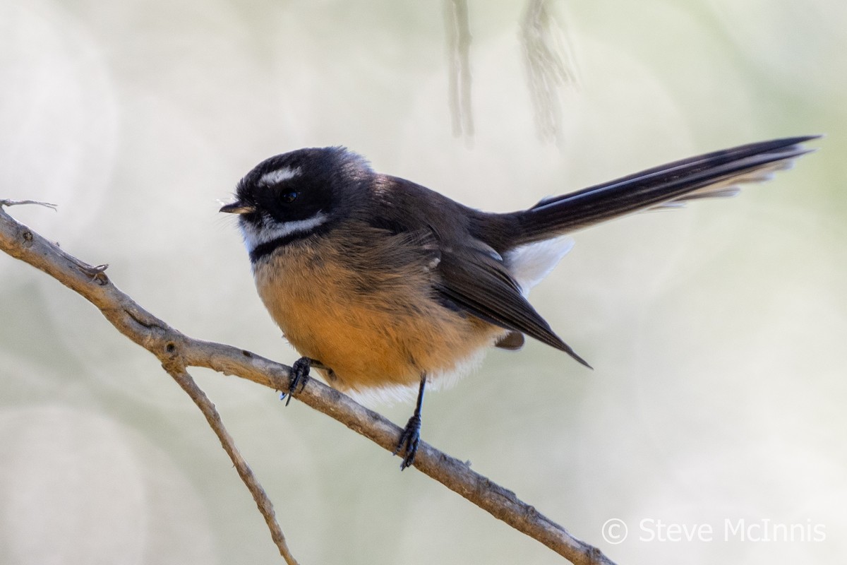 New Zealand Fantail - Steve McInnis