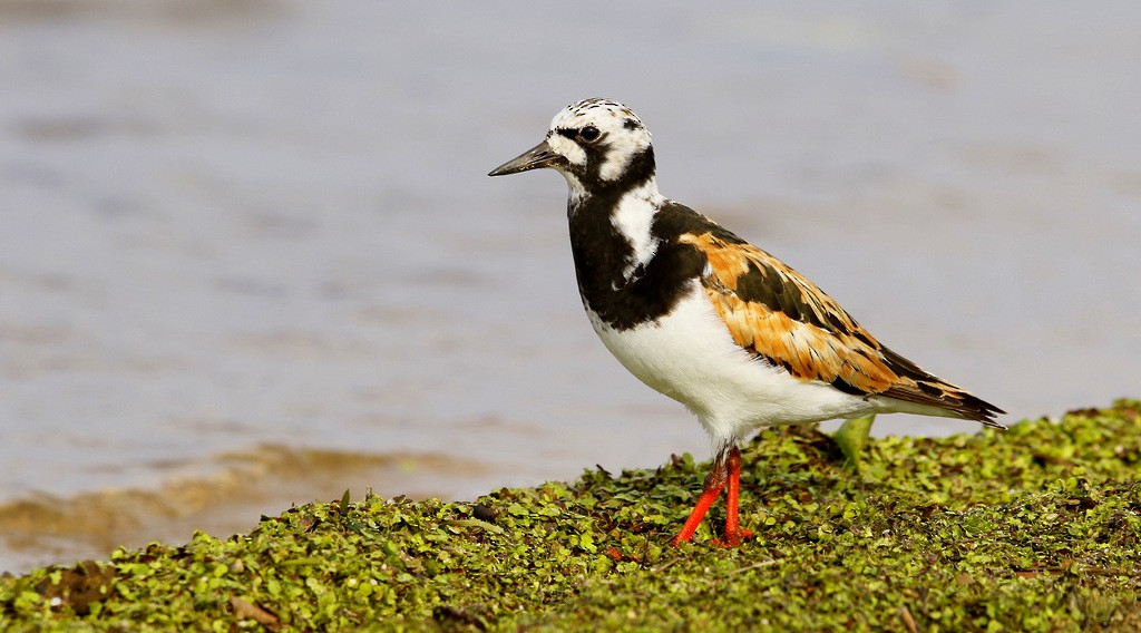 Ruddy Turnstone - Julie Gidwitz