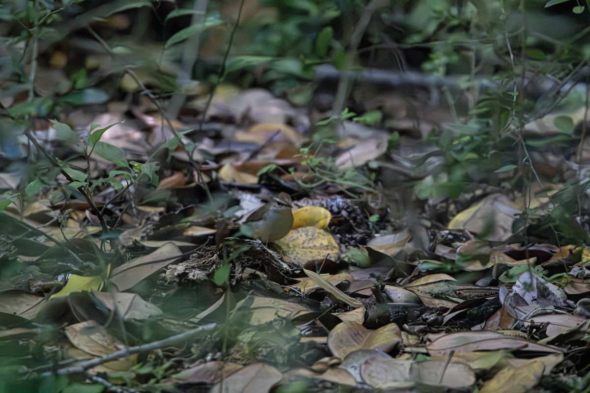 Swainson's Warbler - Andres Leon-Reyes