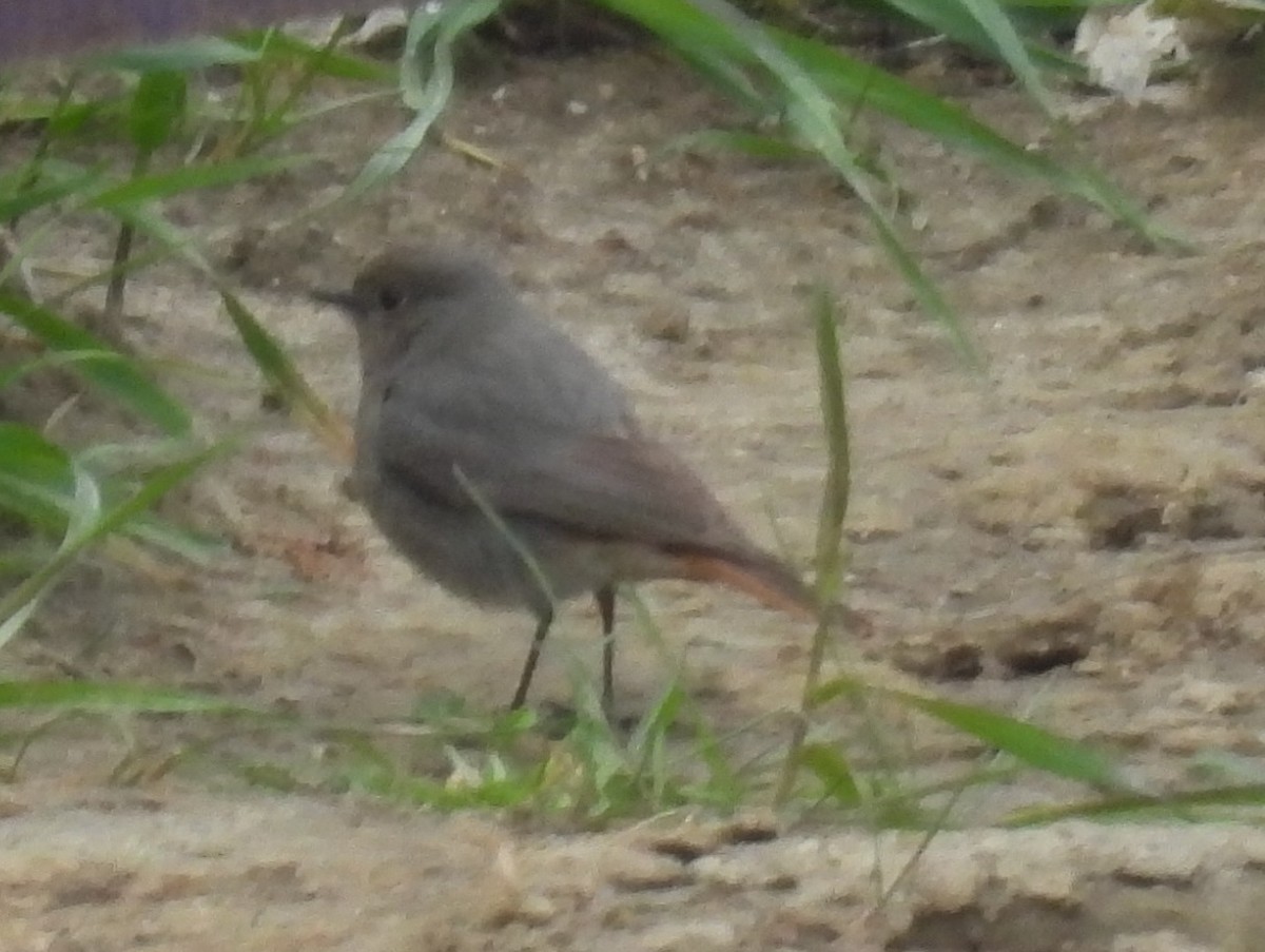 Black Redstart - ML617834333