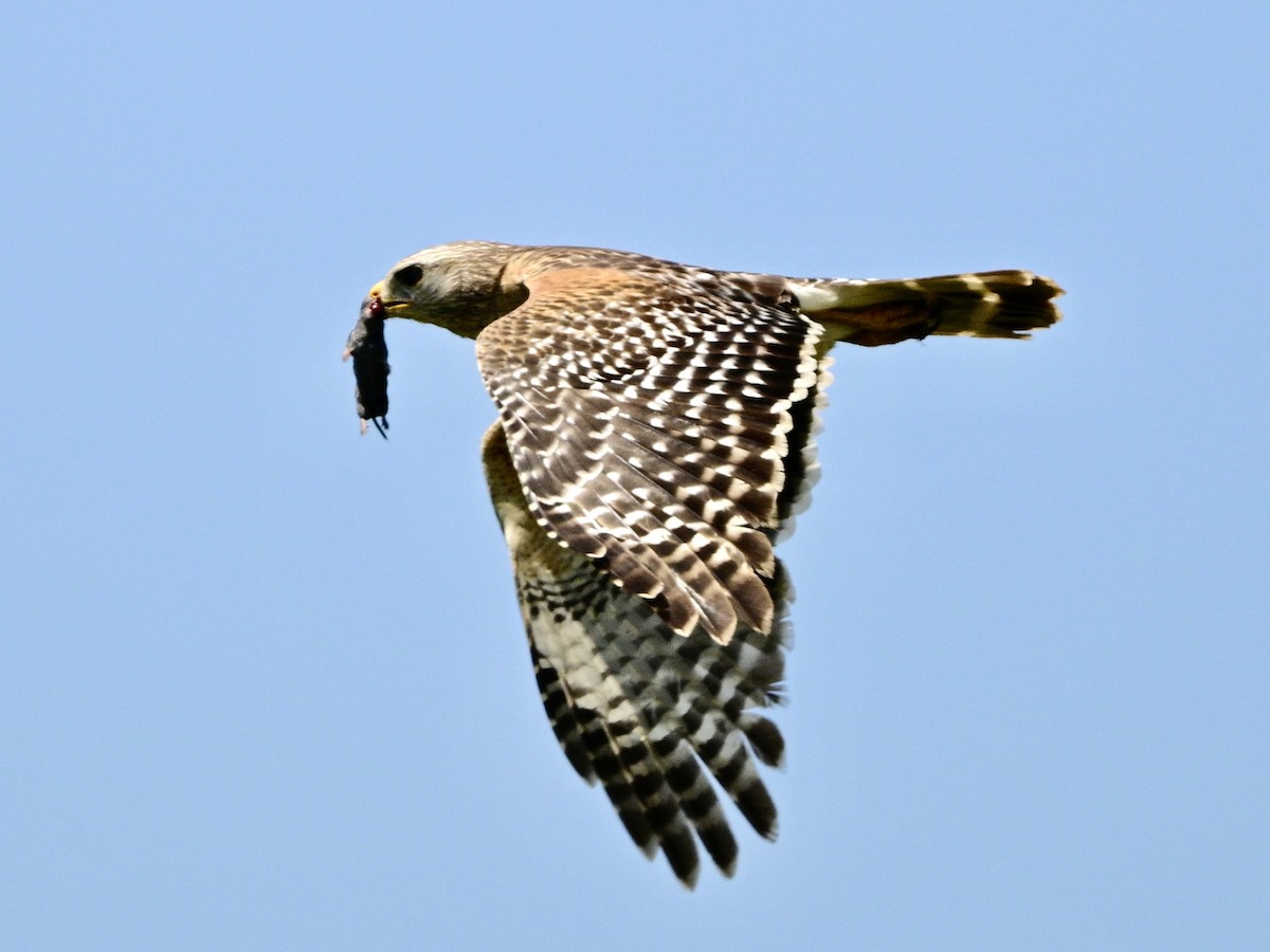 Red-shouldered Hawk - ML617834335