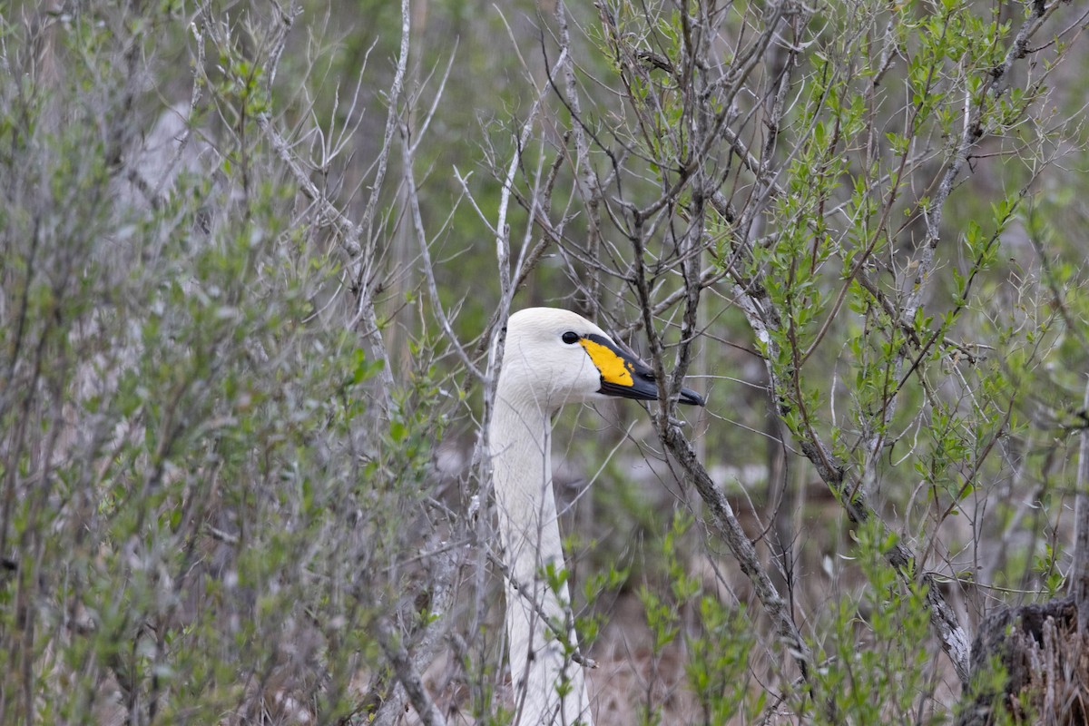 Tundra Swan - ML617834390