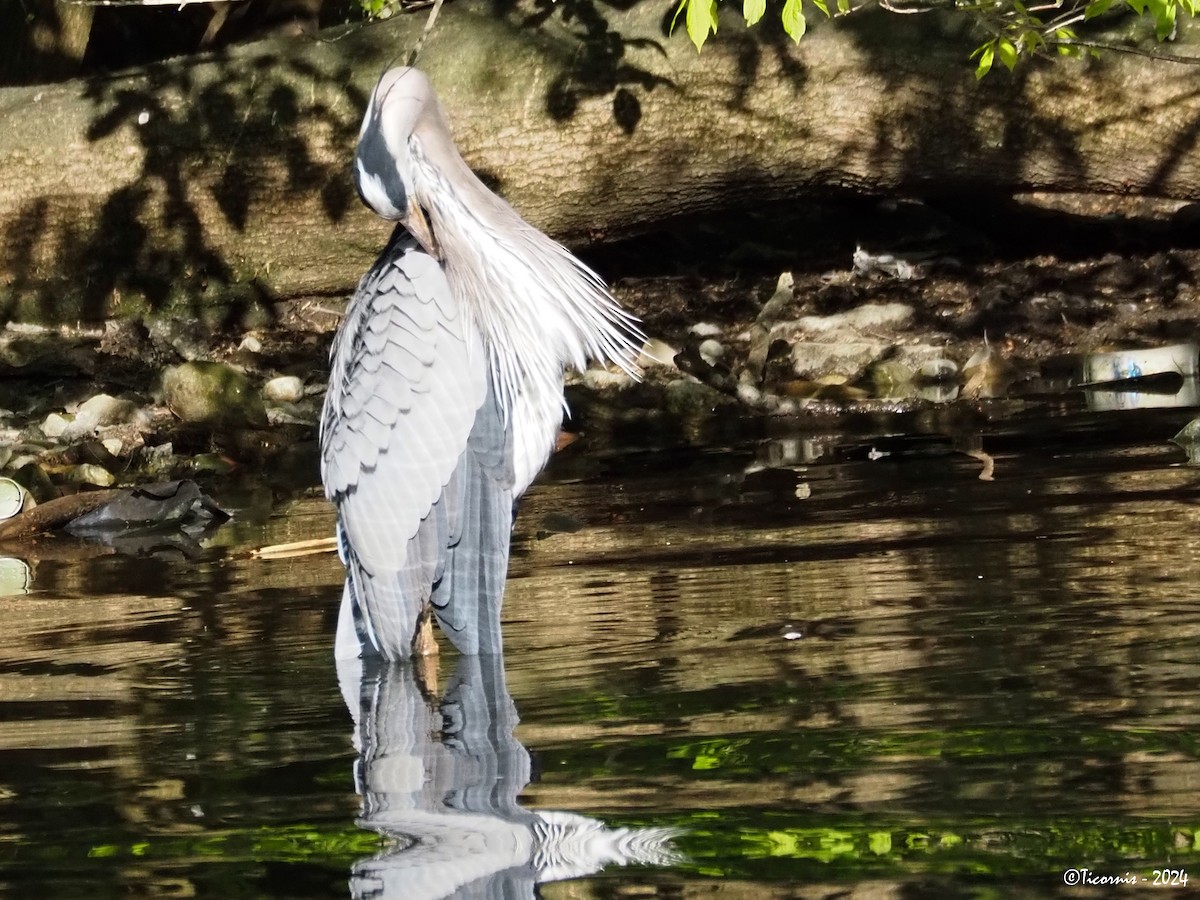 Great Blue Heron (Great Blue) - ML617834391