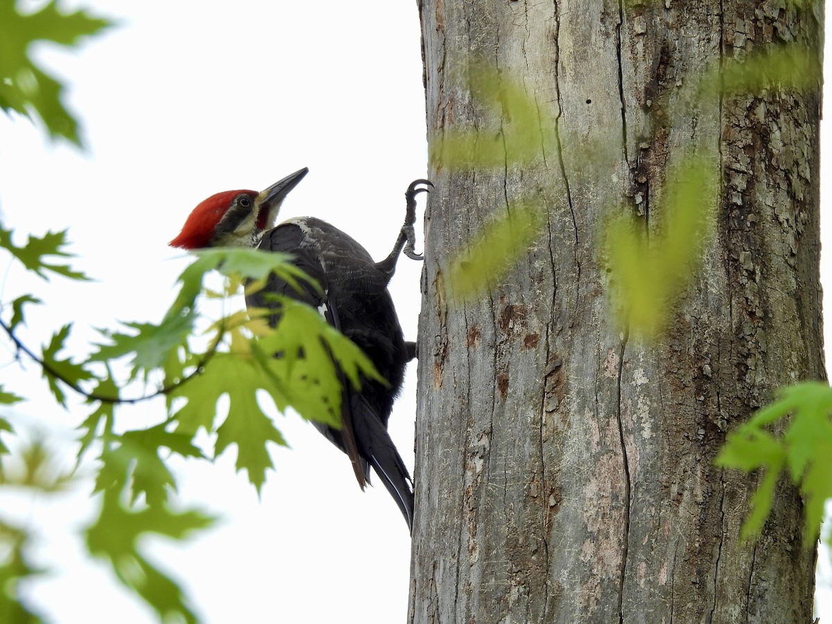 Pileated Woodpecker - ML617834434