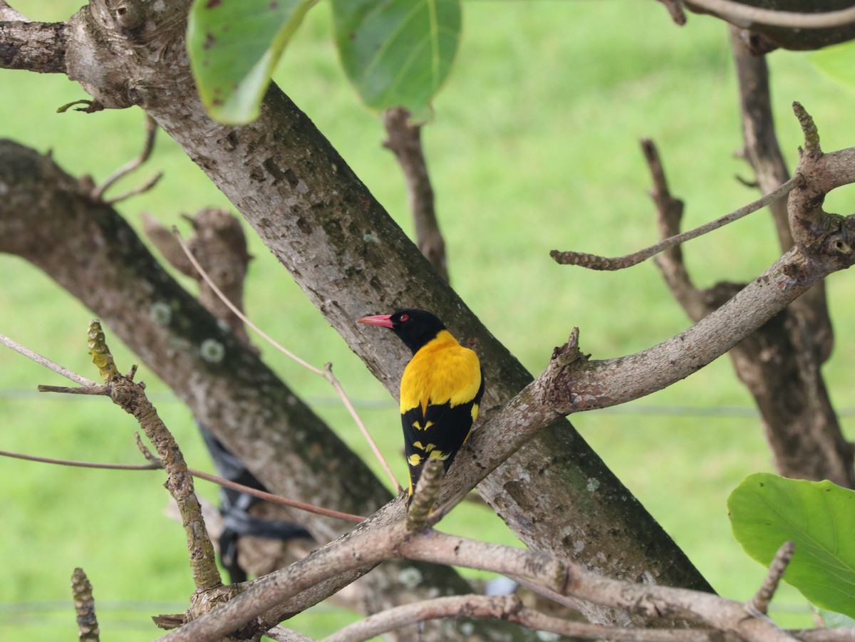 Black-hooded Oriole - Marco Costa