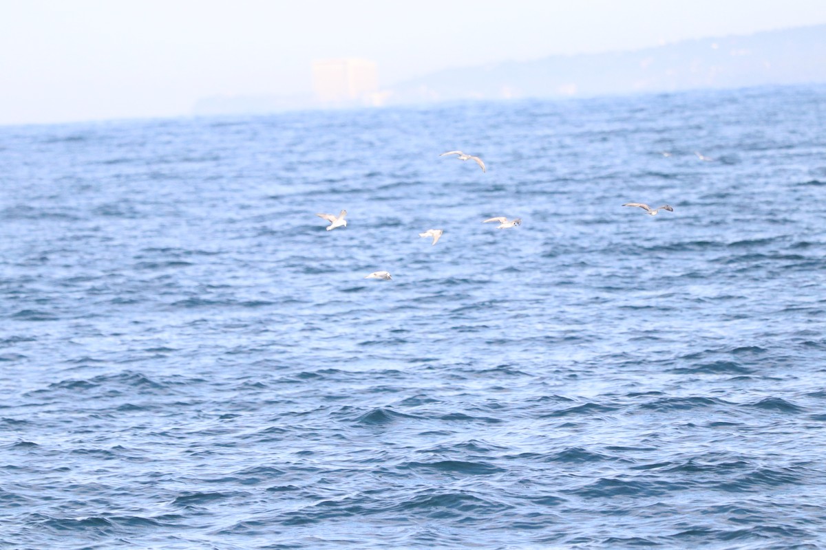 Gull-billed Tern - ML617834447