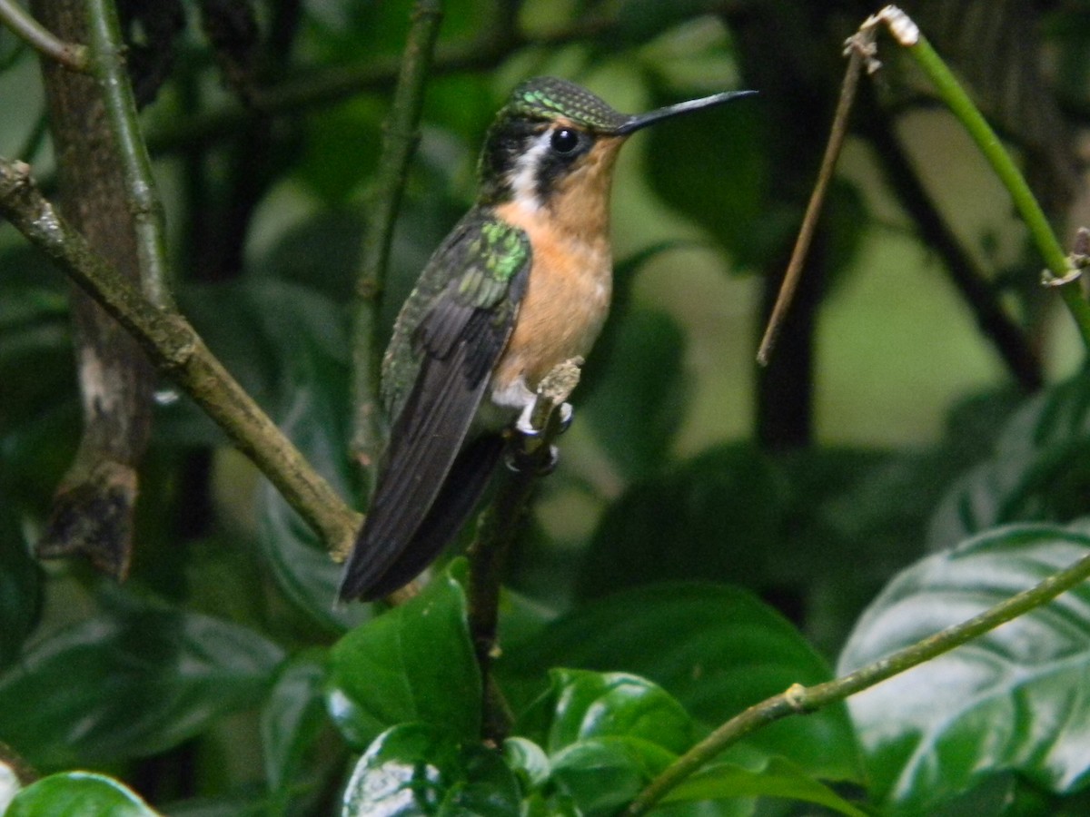 Purple-throated Mountain-gem - Yannick FRANCOIS