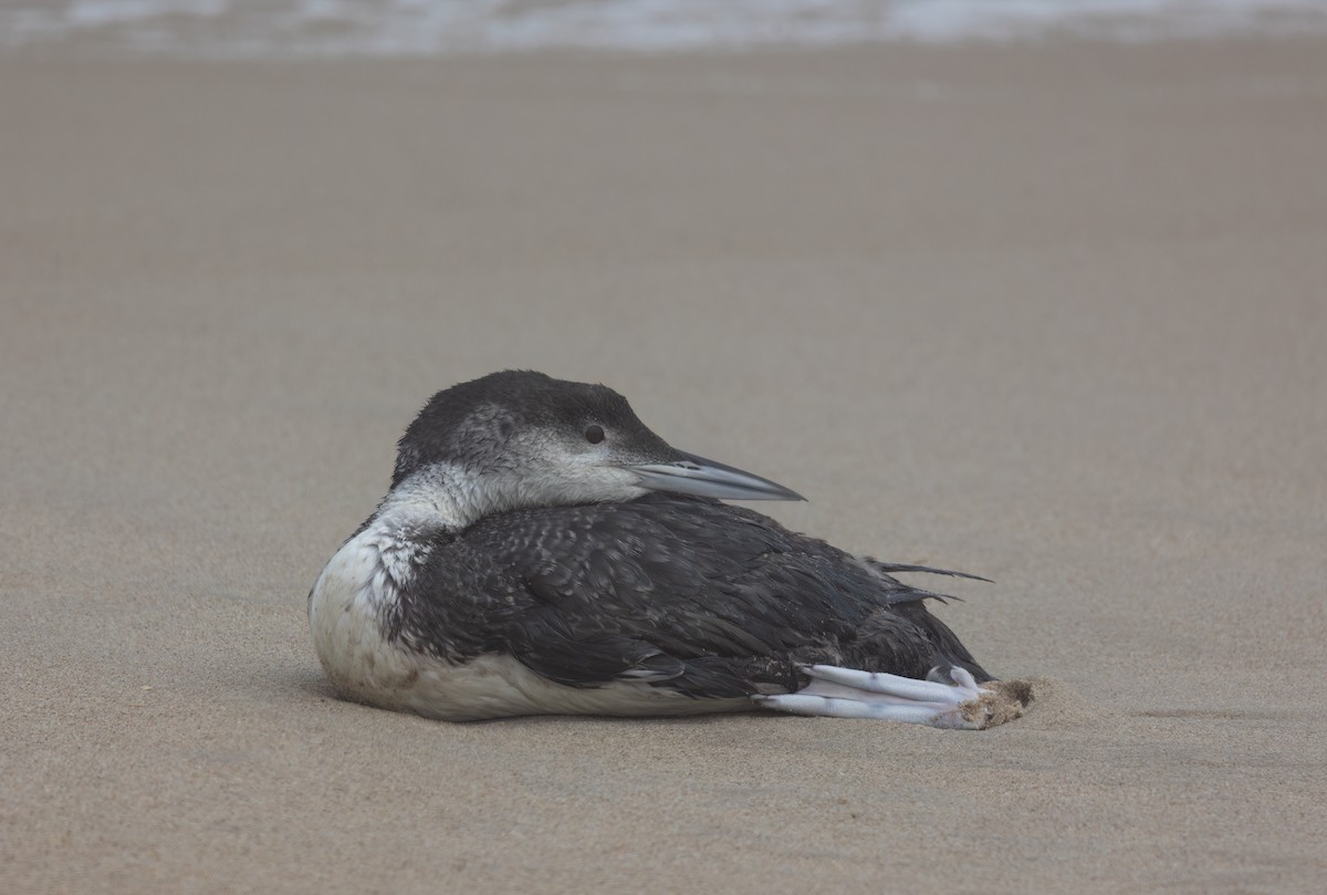 Common Loon - ML617834471