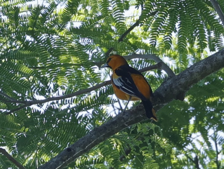 Bullock's Oriole - Manlio Cuevas L.