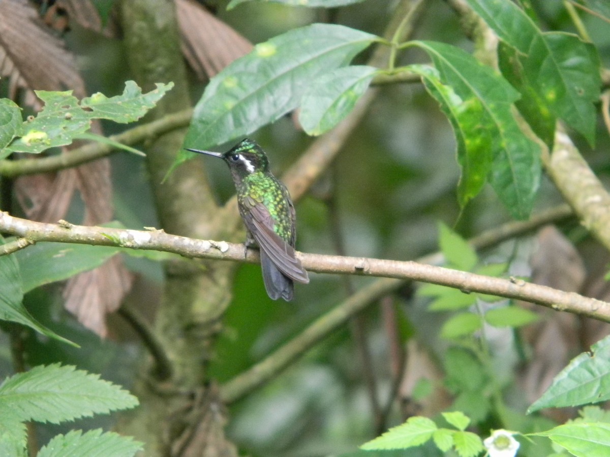 Purple-throated Mountain-gem - Yannick FRANCOIS