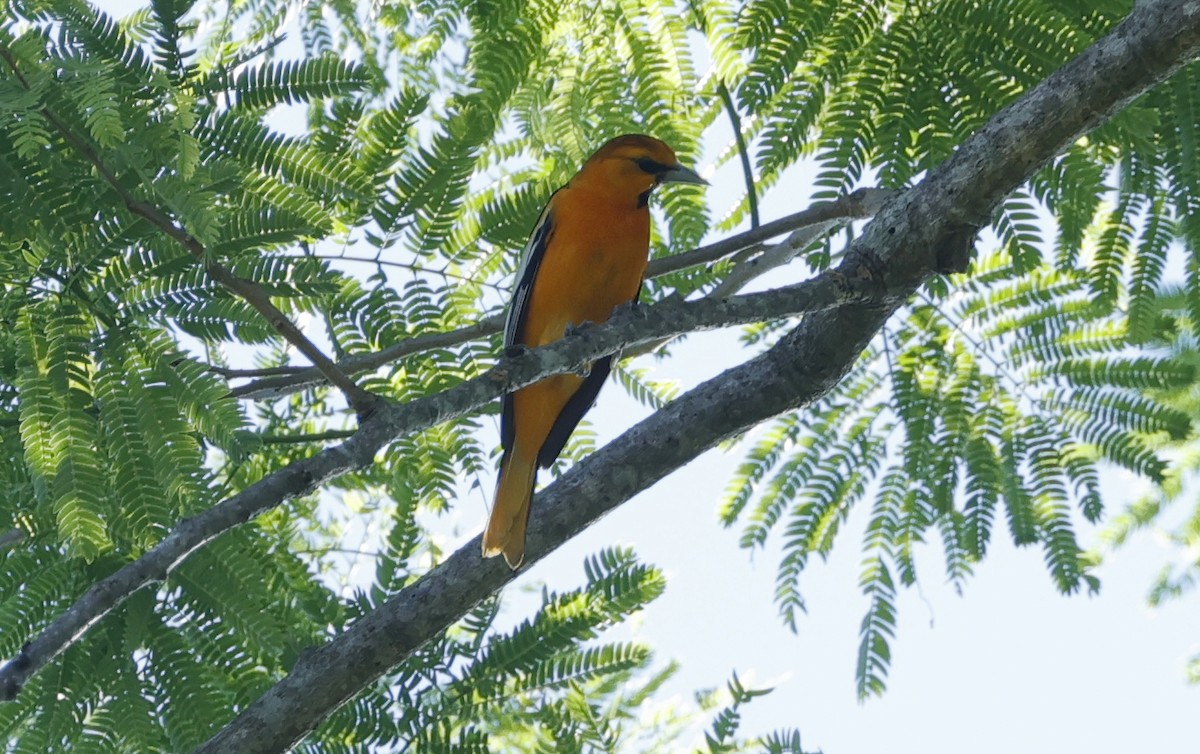 Bullock's Oriole - Manlio Cuevas L.