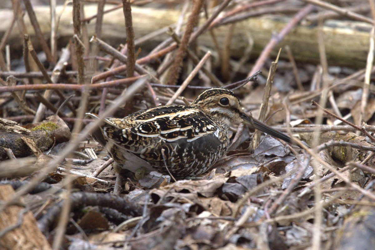 Wilson's Snipe - ML617834542