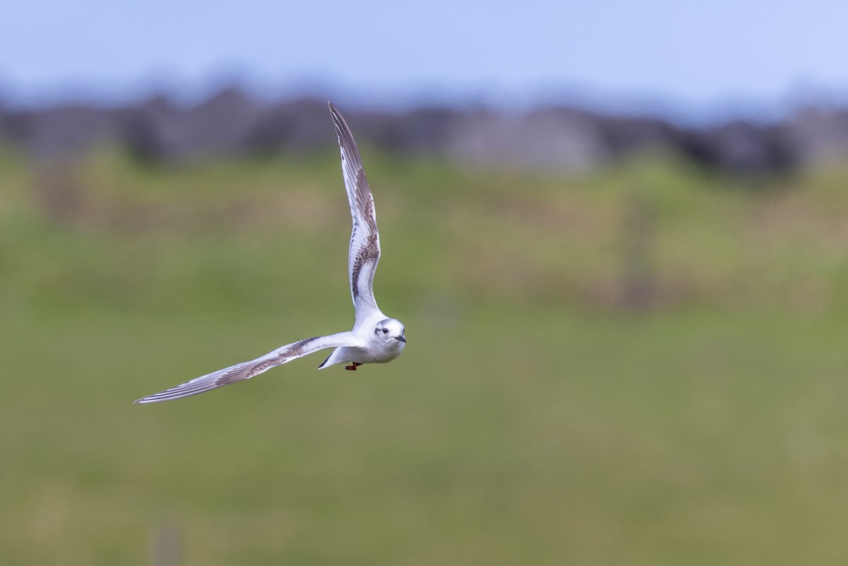 Little Gull - ML617834576