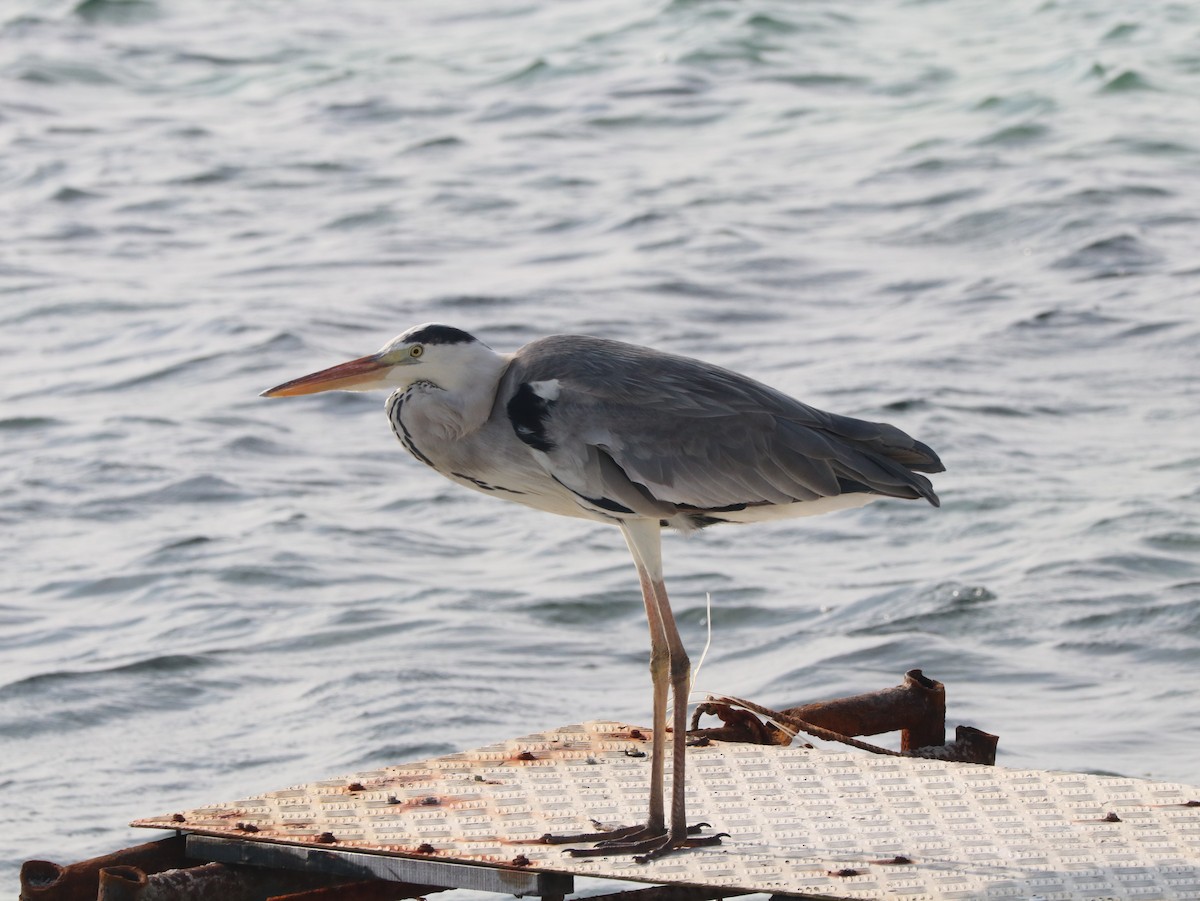 Gray Heron - ML617834578