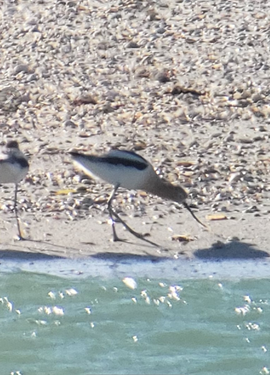 American Avocet - ML617834605