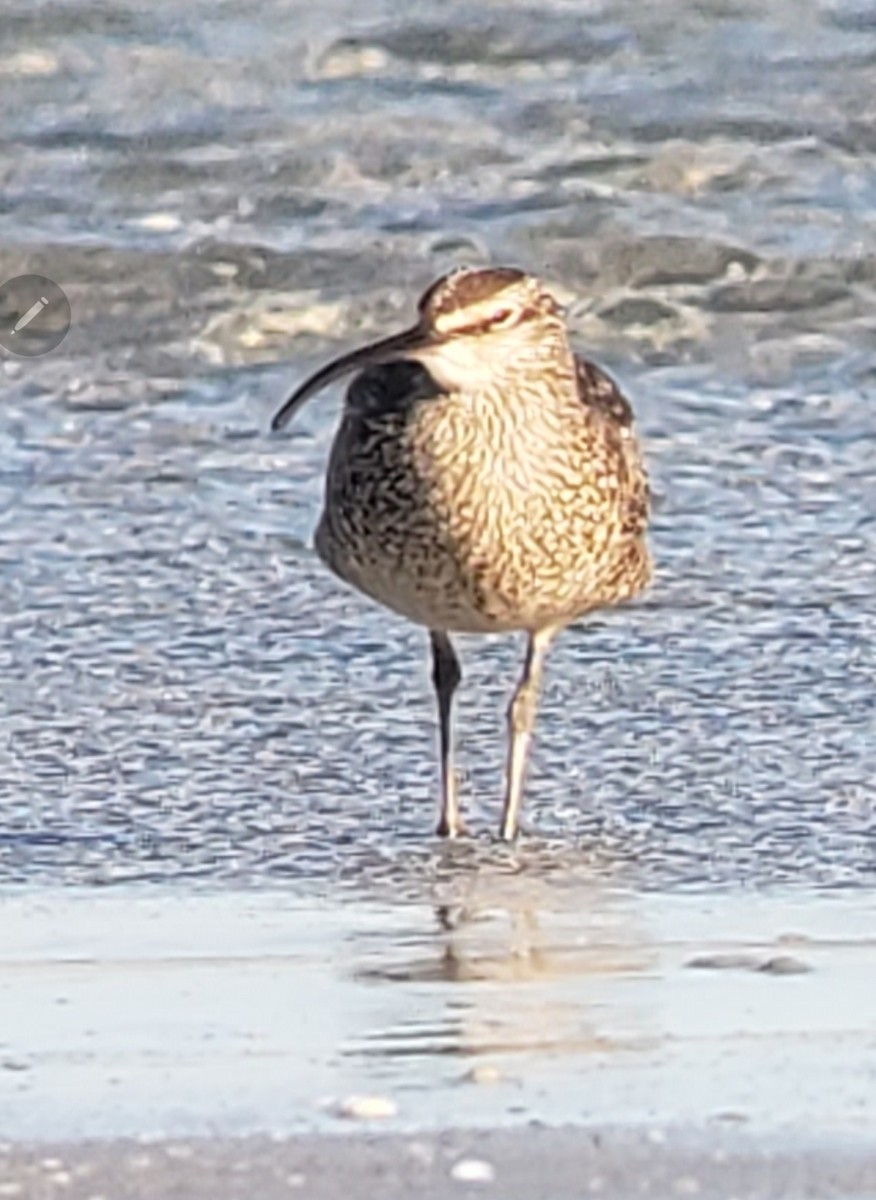 Hudsonian Whimbrel - Dennis Peacock