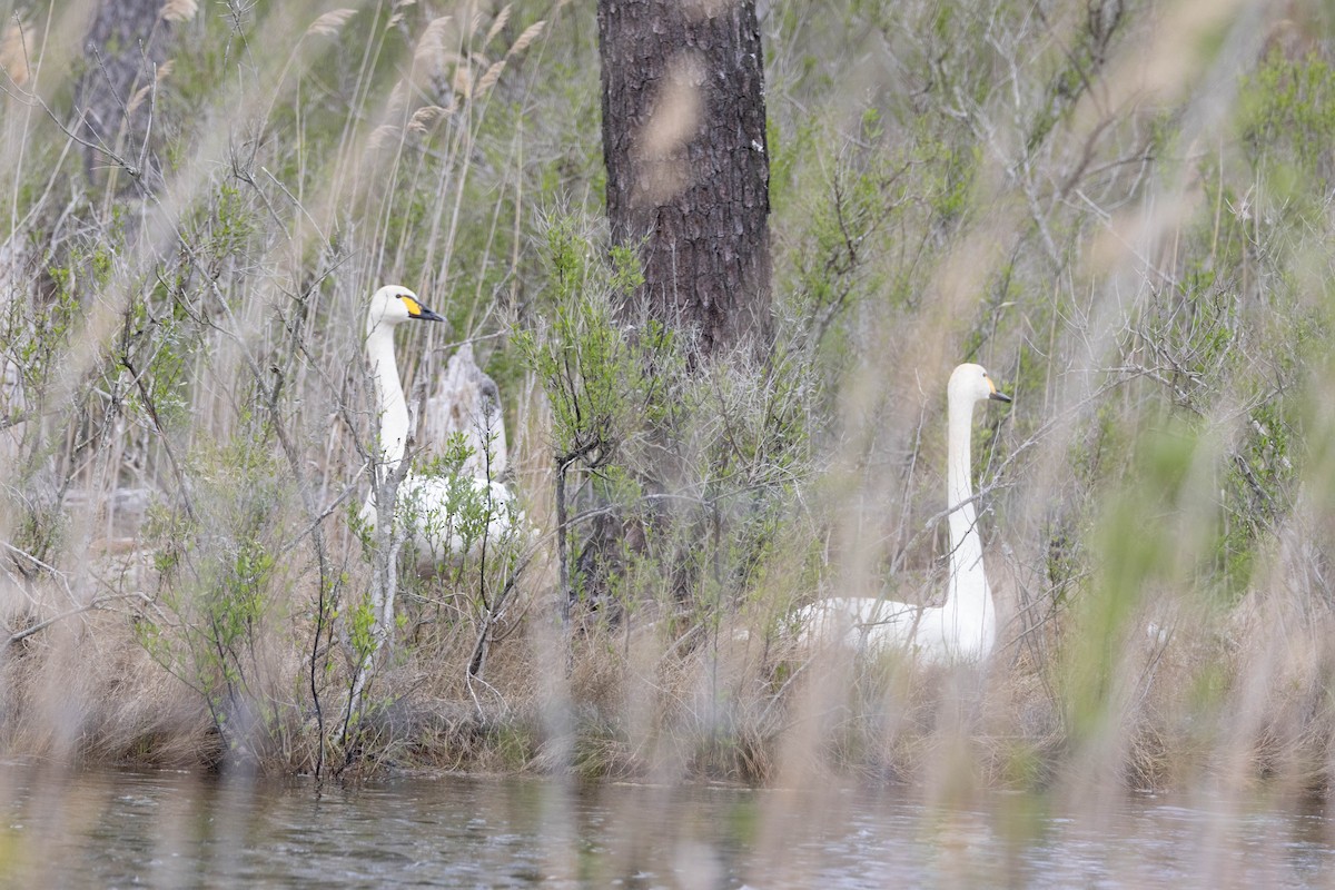 Cygne siffleur - ML617834616