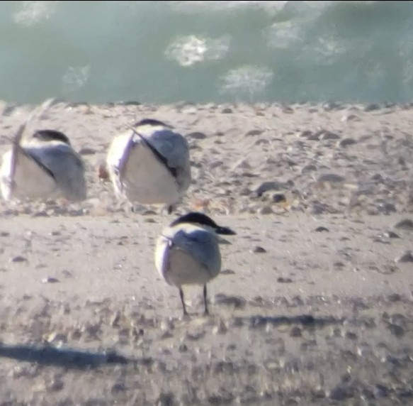 Gull-billed Tern - Dennis Peacock