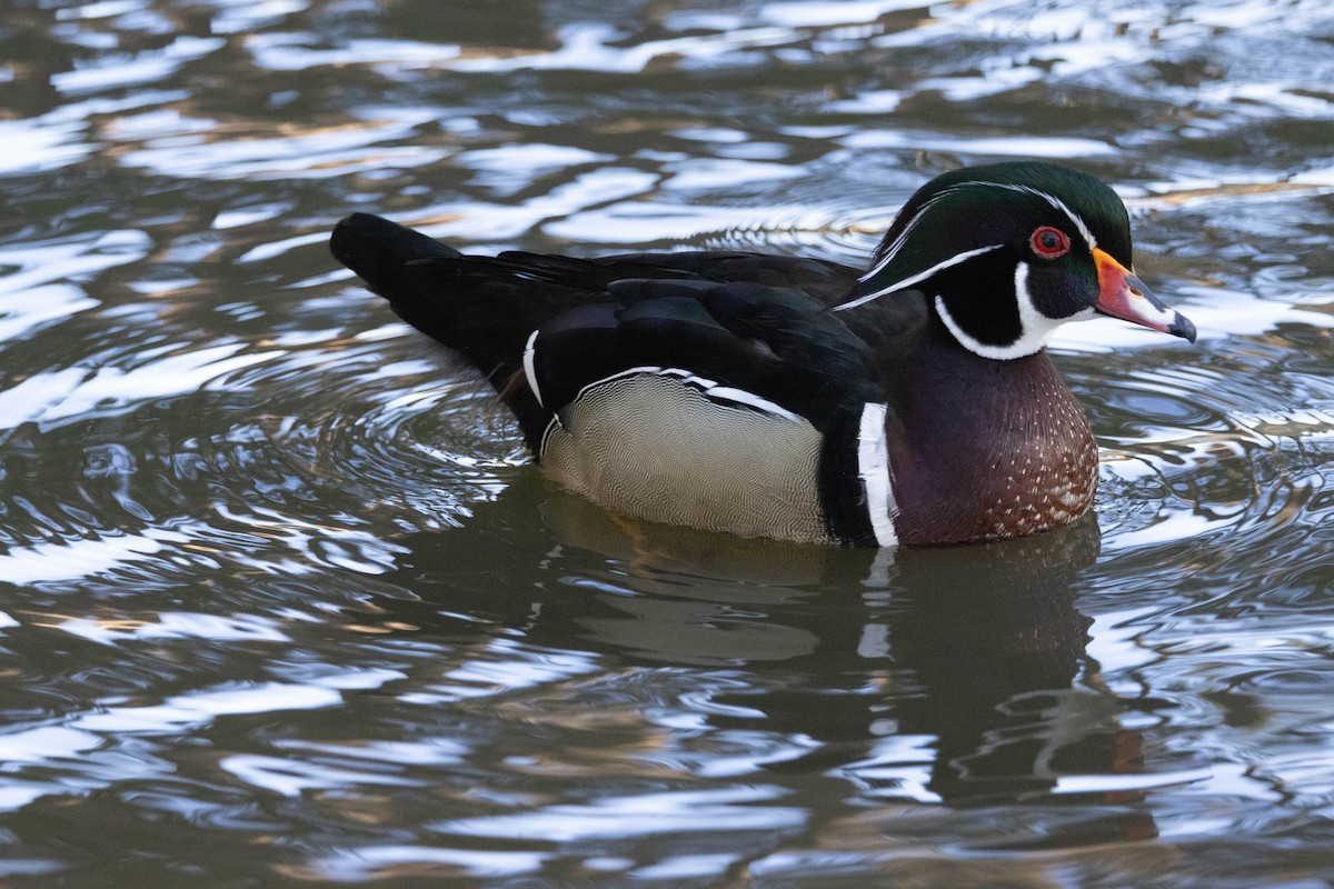 Wood Duck - ML617834629