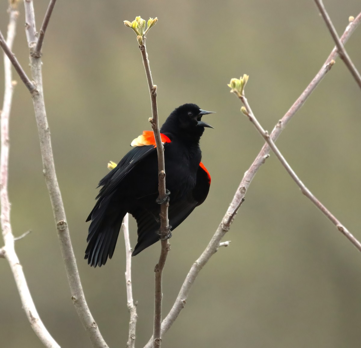 Red-winged Blackbird - ML617834645