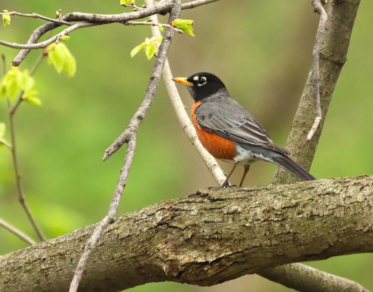 American Robin - ML617834664