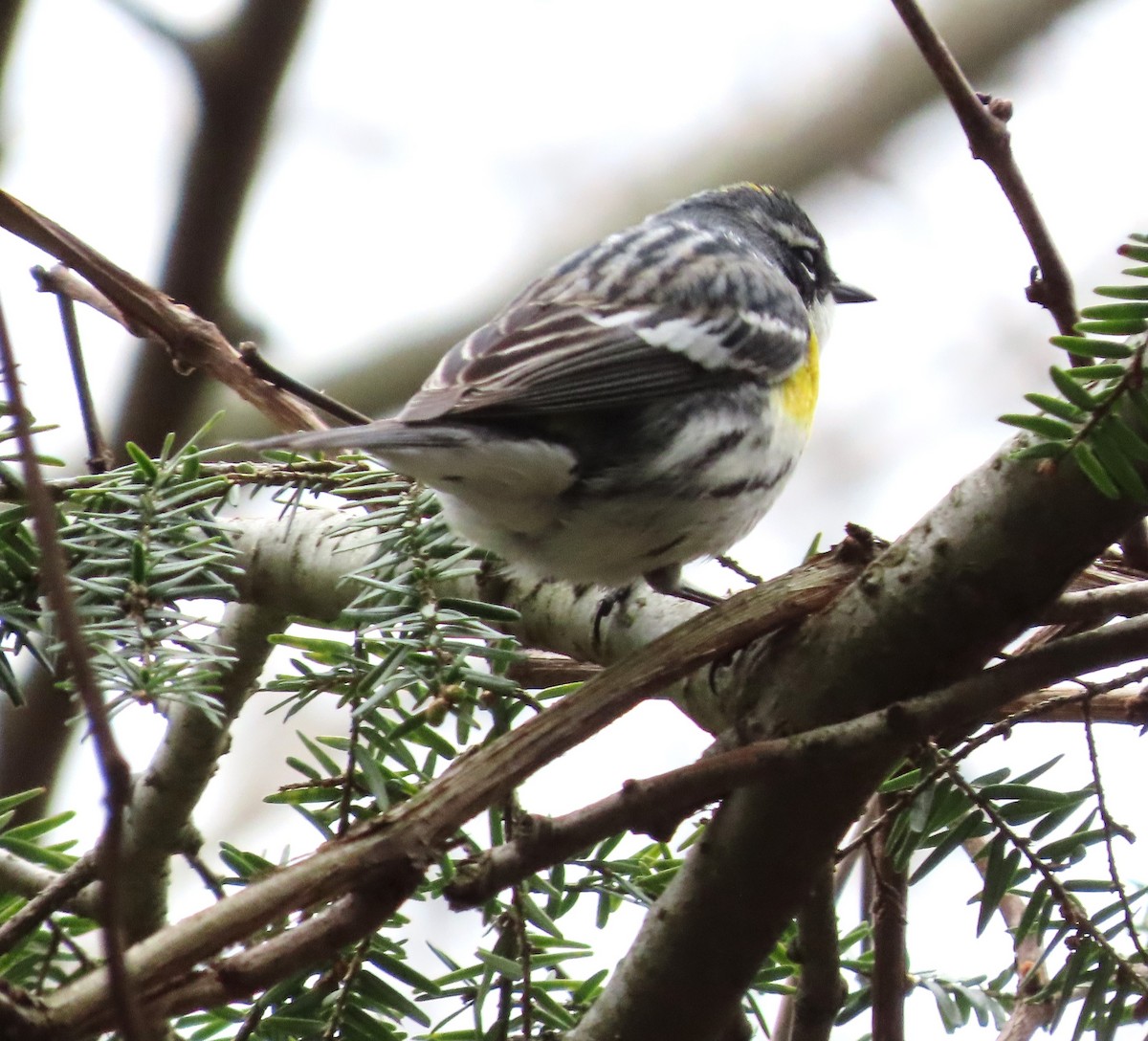 Yellow-rumped Warbler - ML617834686