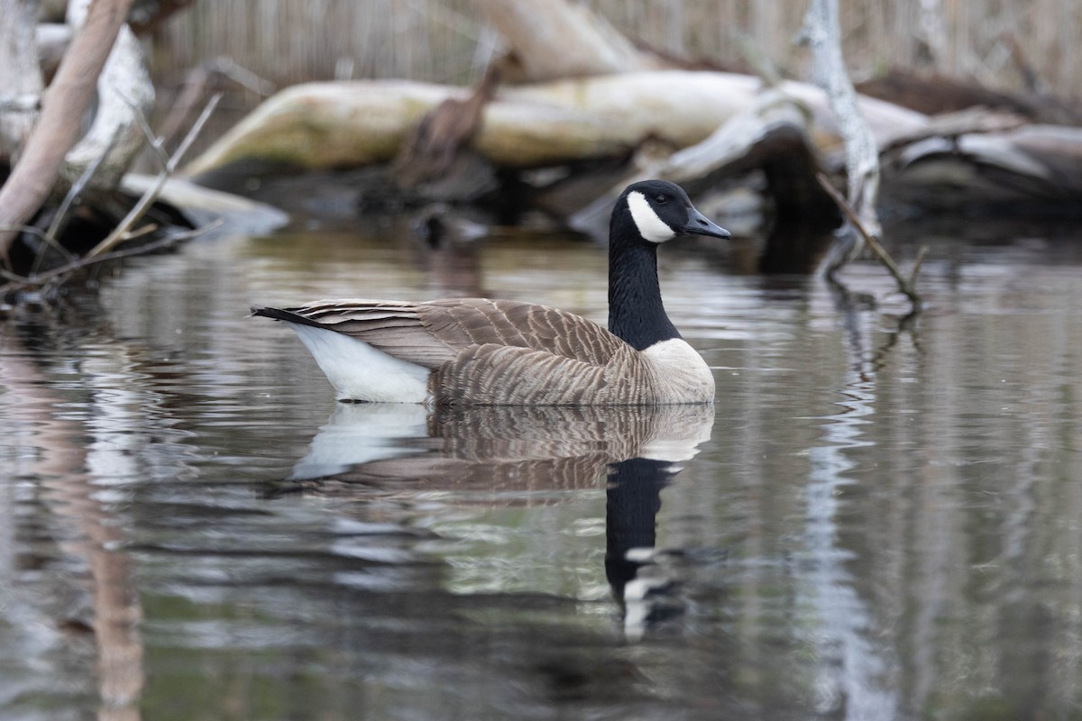 Canada Goose - ML617834689