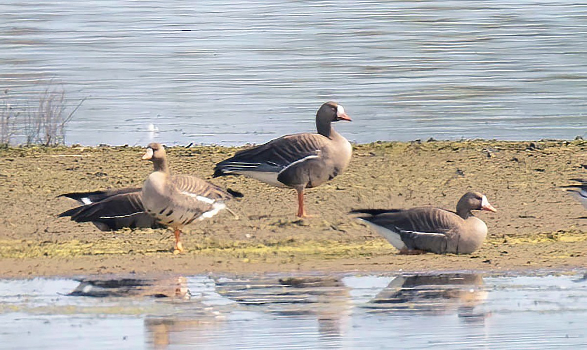 Greater White-fronted Goose - Kathleen Keef